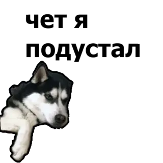 😔 dog, pet, animal, husky whatsapp sticker