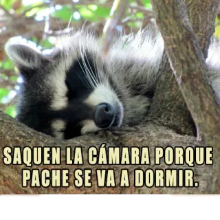 😴 SAQUEN LA CÁMARA PORQUE PACHE SE VA A DORMIR. Waschbär, schlafend, Tier, süß, Kamera telegram sticker
