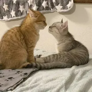 👩‍❤️‍👨 gatos, gatinhos, animais, animais de estimação, fofo, felino telegram sticker