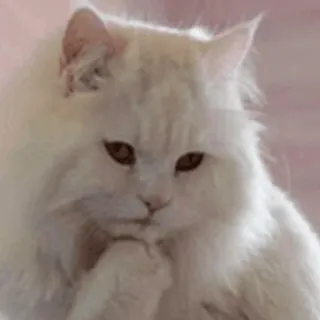 🤔 Katze, denkend, weiß, Tier, süß telegram sticker
