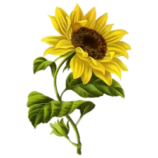 🌹 Sonnenblume, Blume, Natur, Pflanze, Blumenmuster, Gelb, Blüte whatsapp sticker