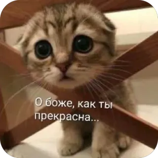 🫥 О боже, как ты прекрасна... cat, cute, kitten, compliment, adoring, pet telegram sticker