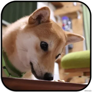 👀 dog, shiba inu, animal, cute, pet telegram sticker