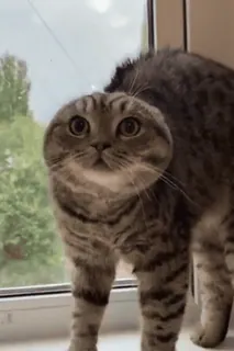 ❤️ 猫, 動物, ペット, 可愛い, 家庭的, 縞模様 telegram sticker