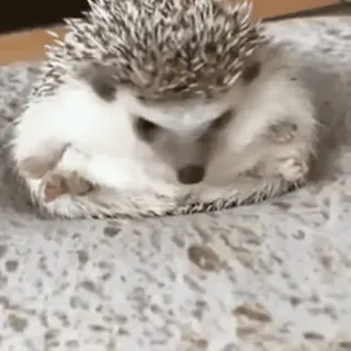 🦔 hedgehog, animal, cute, small, mammal whatsapp sticker