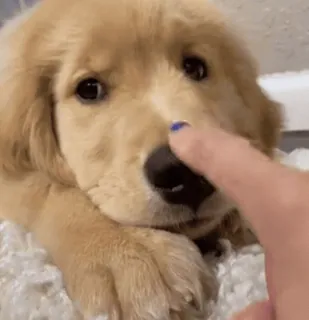 🐶 chiot, chien, golden retriever, mignon, animal, animal de compagnie whatsapp sticker