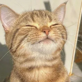 ☺️ gatto, animale, animale domestico, mammifero, carino, animale da compagnia telegram sticker