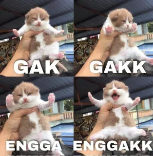 🤧 GAK GAKK ENGGA ENGGAKK telegram sticker