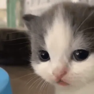 😊 mèo con, mèo, động vật, dễ thương, thú cưng, vật nuôi telegram sticker