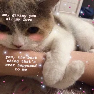 ❤️ me, giving you
all my love
you, the best
thing that's
ever happened
to me chat, amour, mignon, animal de compagnie, affection telegram sticker