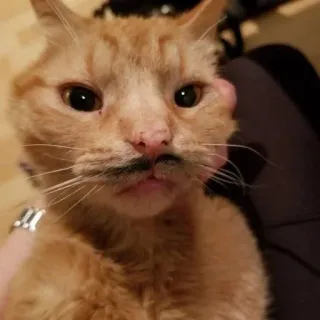 🌟 cat, mustache, pet, animal, funny telegram sticker