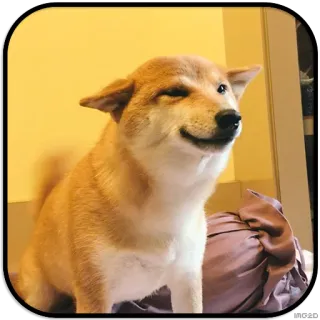🙂 dog, shiba inu, animal, pet, cute telegram sticker