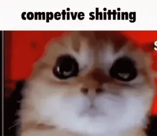 🐱 competetive shitting gatto, meme, divertente, animale telegram sticker