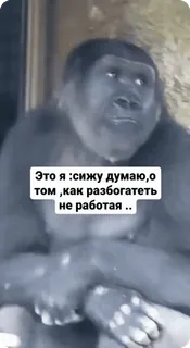 🌟 Это я :сижу думаю,о том ,как разбогатеть не работая .. gorila, pensando, rico, trabajo, meme, gracioso, mono telegram sticker