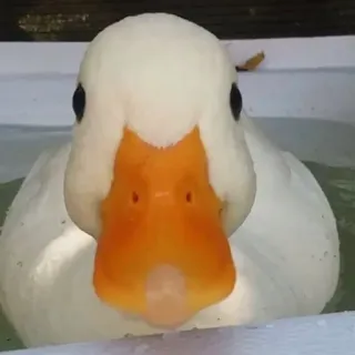 😐 duck, water, animal, bird, white whatsapp sticker