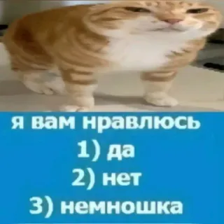 😊 я вам нравлюсь
1) да
2) нет
3) немношка cat, funny, meme, question, poll whatsapp sticker
