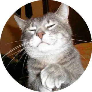 😁 chat, mignon, animal, animal de compagnie, domestique, mammifère telegram sticker