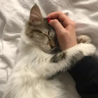 🥰 gato, mascota, animal, gato doméstico, peludo, lindo, mano, acariciando whatsapp sticker