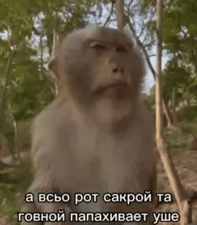 😏 а всьо рот сакрои та говной папахивает уше monkey, forest, offensive, animal telegram sticker