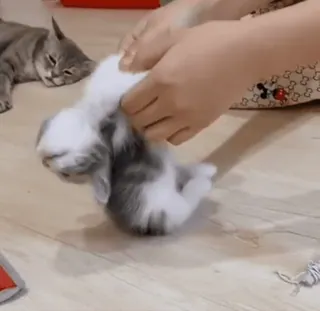 😂 cat, kitten, pet, animal, massage, cute, domestic whatsapp sticker