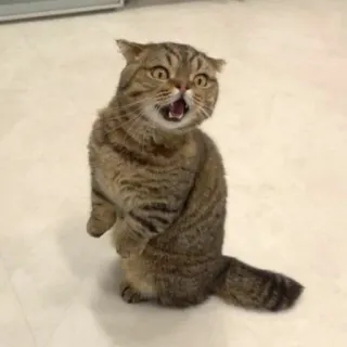 🐱 고양이, 귀여운, 동물, 애완동물, 고양이과, 무서운, 놀람 whatsapp sticker