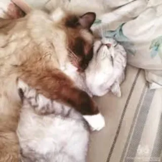 💏 gatto, dormire, carino, animali, animali domestici, coccola whatsapp sticker