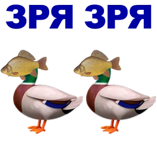 🐠 canard, poisson, animal, oiseaux whatsapp sticker