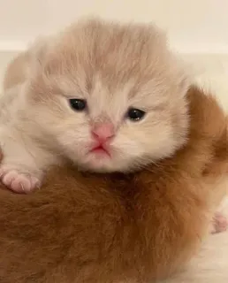 🫀 새끼고양이, 귀여운, 고양이, 아기, 동물 telegram sticker