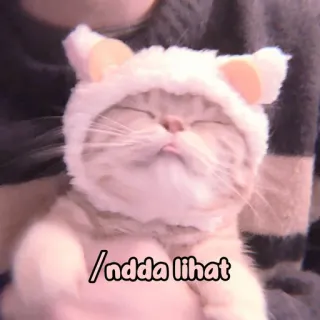 🐈 ndda lihat cat, kitten, cute, animal, hat, funny, pet whatsapp sticker