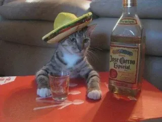 🍺 Jose Cuervo Especial gato, sombrero, tequila, álcool, festa, animal, gatinho whatsapp sticker