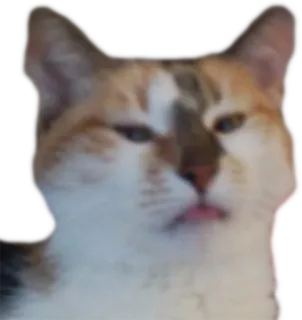 😒 cat, animal, pet, tongue, funny, cute telegram sticker