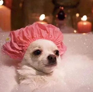 🌟 perro, baño, chihuahua, gorro de ducha, burbujas, animal, lindo whatsapp sticker