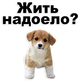 😡 Жить надоело? 강아지, 개, 귀여운, 코기, 러시아, 텍스트 telegram sticker