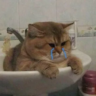 😭 cat, sad, crying, animal, domestic animal, pet, kitten, sink telegram sticker