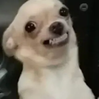 😬 cane, chihuahua, animale, animale domestico, divertente, meme telegram sticker