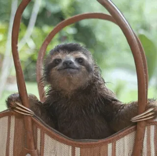 🦥 Faultier, Tier, süß, Säugetier, Wildtier, lustig, entzückend telegram sticker