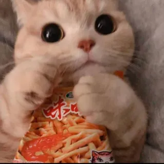 🥺 味 Katze, Kätzchen, süß, Essen, Snacks, Chips telegram sticker
