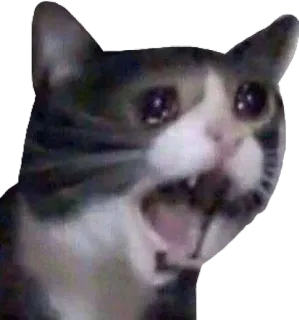 🥺 kucing, menangis, hewan, meme, sedih, tertekan telegram sticker