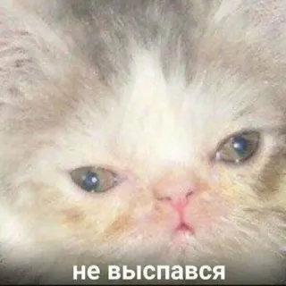 🥱 не выспался kucing, meme, mengantuk, lelah, hewan telegram sticker