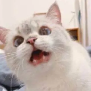🧸 gatto, carino, animale, meme, animale domestico, animale domestico telegram sticker