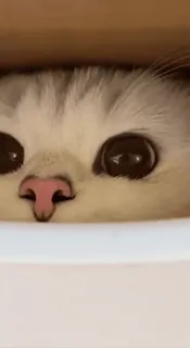🐈 cat, animal, cute, pet, kitten, eyes, box telegram sticker