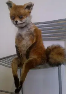 🤕 fox, taxidermy, animal, funny, creepy, sitting whatsapp sticker