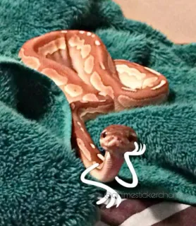 🤨 schlange, tier, süß, reptil, haustier whatsapp sticker
