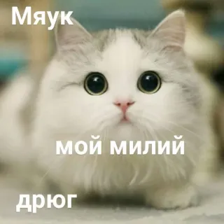 😼 Мяук
мой милий
дрюг кот, милый, домашнее животное, котенок, животное telegram sticker