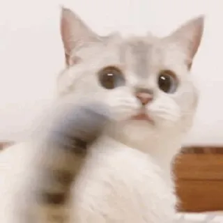 🌧 gatto, gattino, carino, animale, animale domestico, animale da compagnia telegram sticker