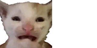 😭 gatto, triste, piangendo, animale, gattino telegram sticker