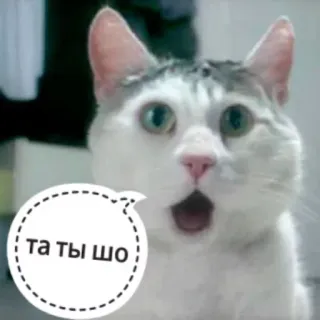 😱 та ты шо gatto, meme, scioccato, russo, espressione, animale whatsapp sticker