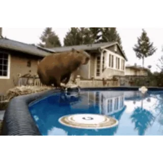 🏊‍♂️ Capybara, Piscine, Saut, Rongeur, Animal, Nager whatsapp sticker