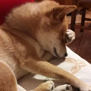 😪 Shiba Inu, Hund, Haustier, Tier, Süß, Schläfrig telegram sticker