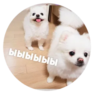 😂 ыыыыыыы 犬, 子犬, 可愛い, 白い, 動物, ペット telegram sticker